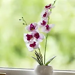 0167-romo-julianehab-12 *
