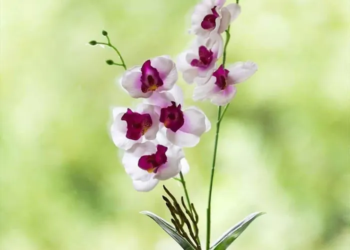 0167-romo-julianehab-12 *