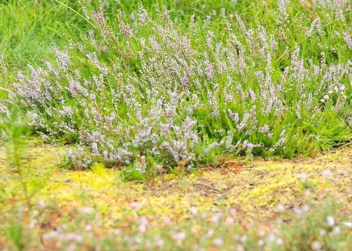 בית נופש 0167-romo-julianehab-12